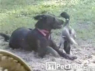 Dog Goes to the Duck Dentist - PetTube.com