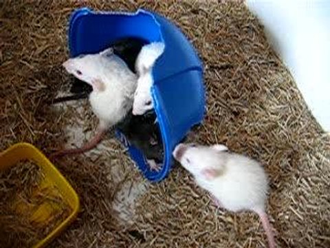 bébés rats 22 jours, baston!