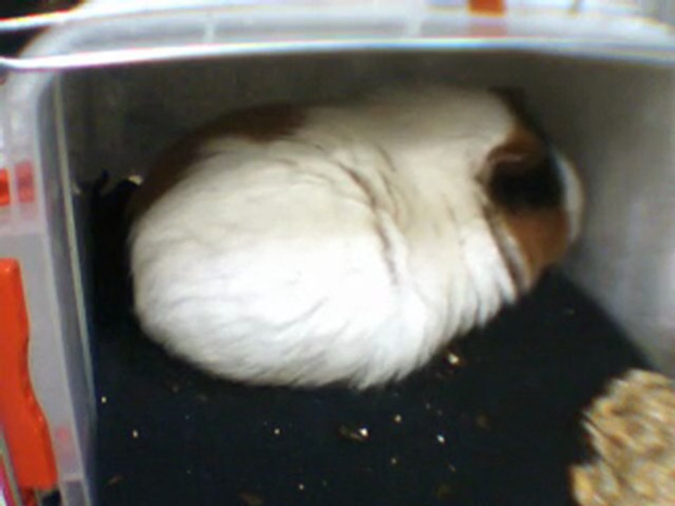 dombi