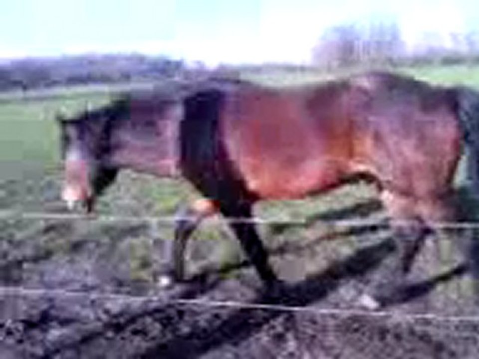 Mon petit etalon :)