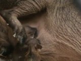 New Warthog Piglets | Maryland Zoo In Baltimore