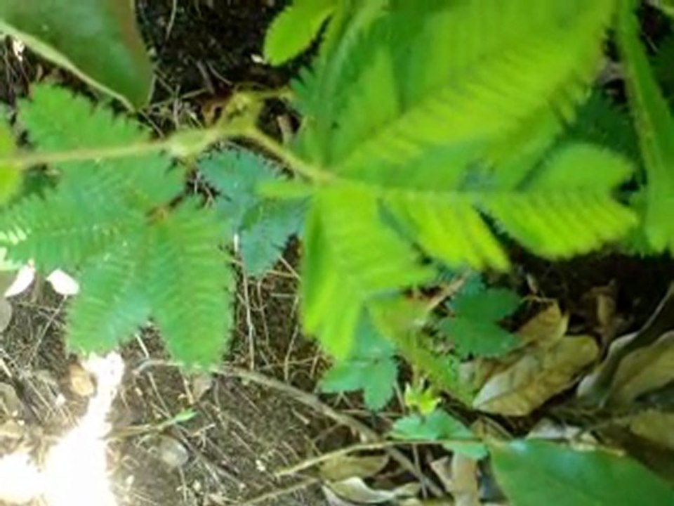 Mimosa Pudica - Sensitive
