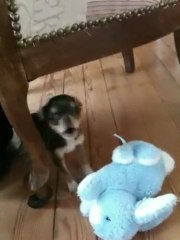 Early au contact d'un premier chien (bien plus gros que lui)