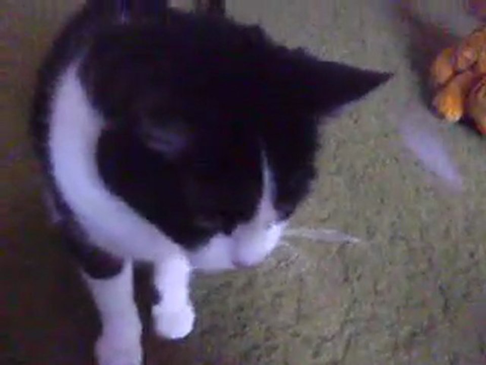 Tammy vs. Camera String