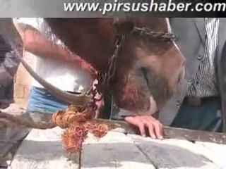 The horse was stolen with the car accident suruc