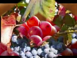 SEZIDAL sem si vinski hram