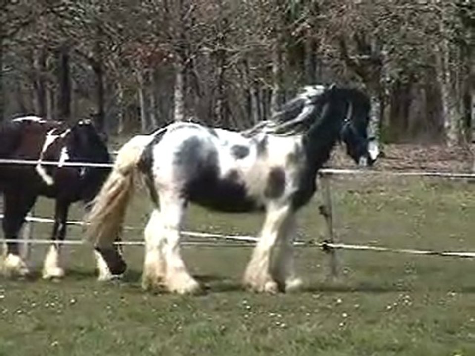 BLUE ICE ETALON ELITE IRISH COB PIE BLEU