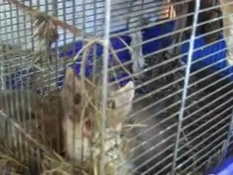 animals
