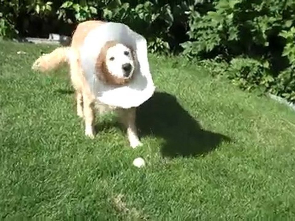 Marketing Dog of Rob Smith's - Rob Advertsing Colorado