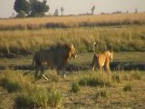 Chobe Park - Botswana -