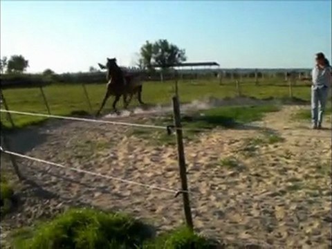 Voltige cosaque 2eme