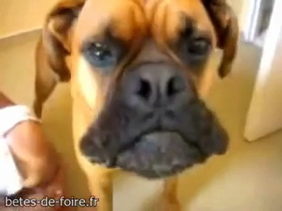 Un chien (boxer) qui fait la sirène -