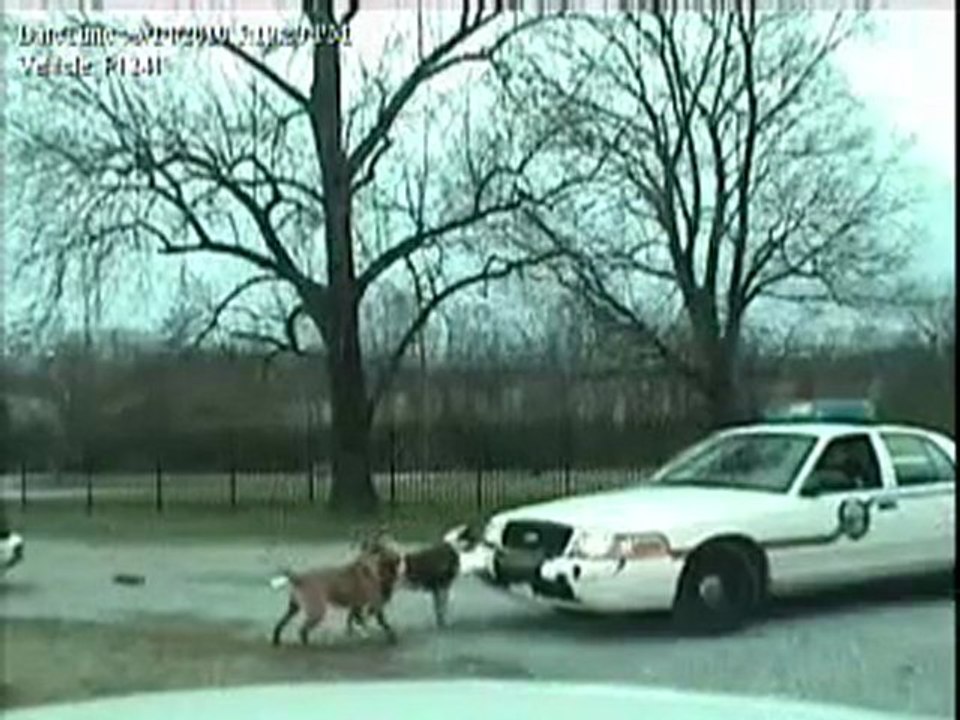 Molloce qui attaque la police