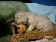 Golden retriever pups beschikbaar