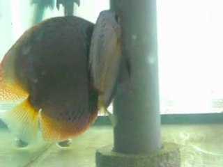 Yumurtlama seramonisi..