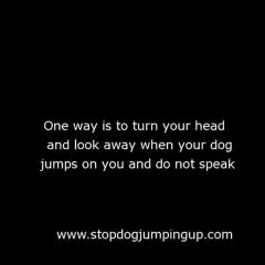 Stop Dog Jumping Up