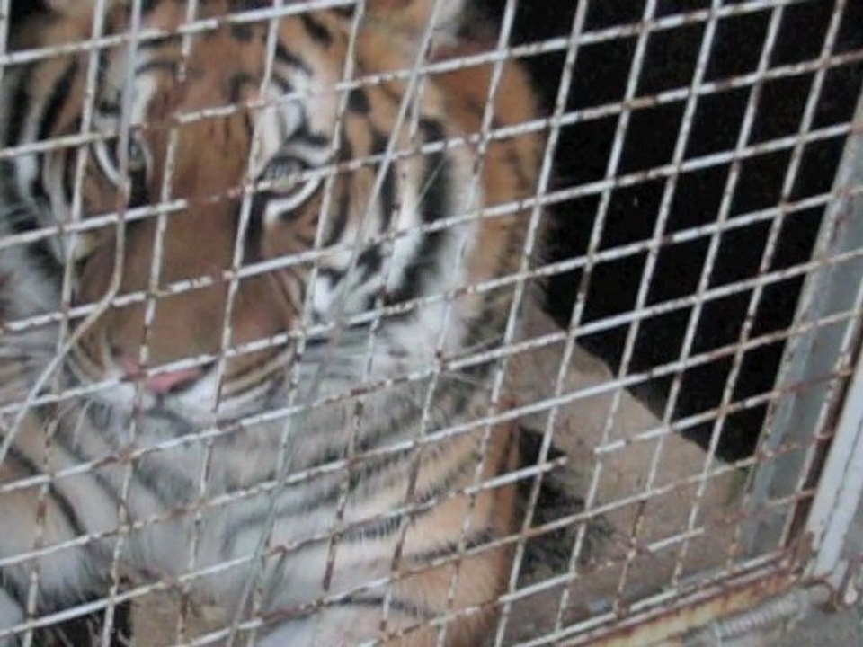 Die Tiere des Zirkus in ethischer & wissenschaftlicher Sicht