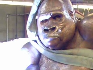 Soudure Gorille Jacquesson