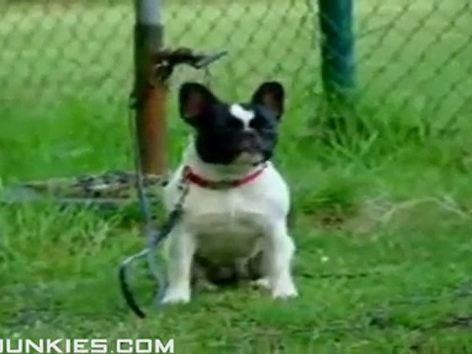 Dog Bark Fail