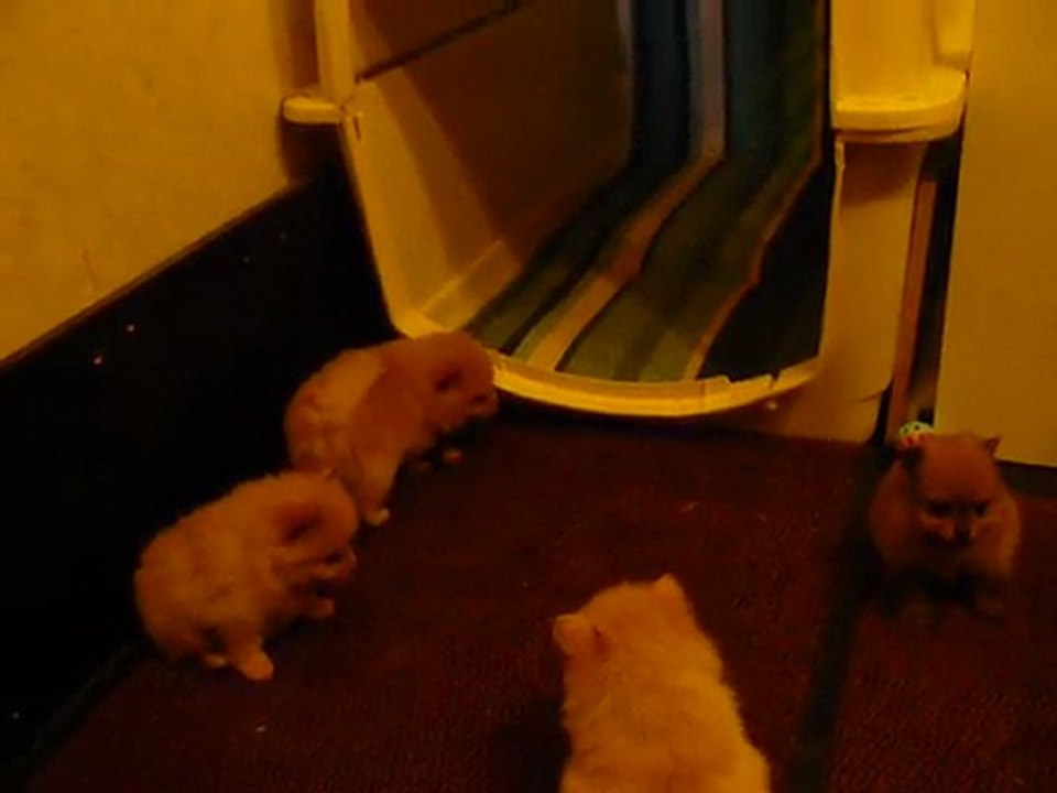 chiots spitzs allemands (lof) nés le 20.02.10.