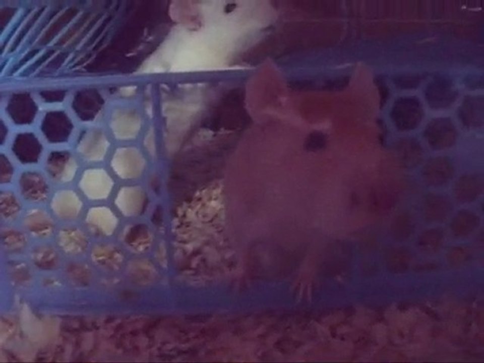 cage ratoune