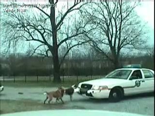 Un chien détruit le pare-chocs d'une voiture de police