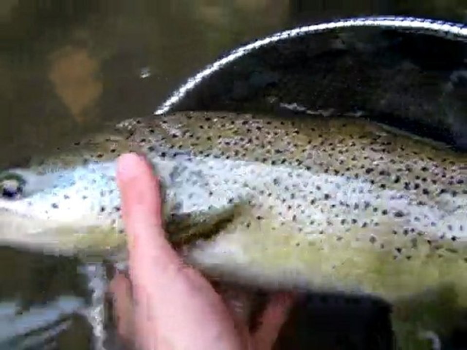 Truite de 52cm prise au leurre