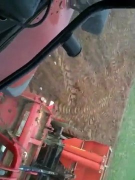 Plantation Pomme De Terre