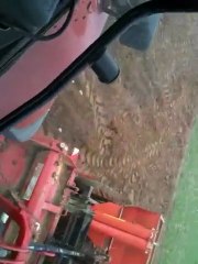 Plantation Pomme De Terre