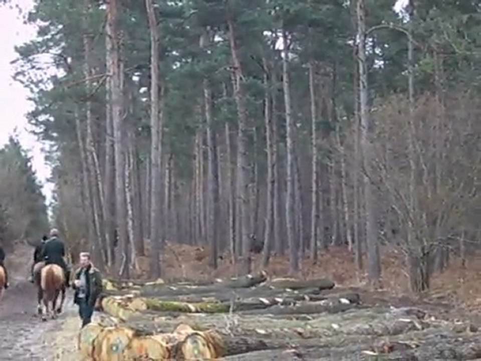 Chasse à courre du chevreuil : entrée dans l'enceinte d'atta