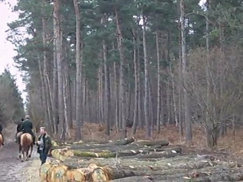 Chasse à courre du chevreuil : entrée dans l'enceinte d'atta