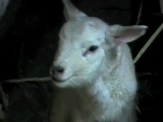 kraamkamer rood|noot (2)