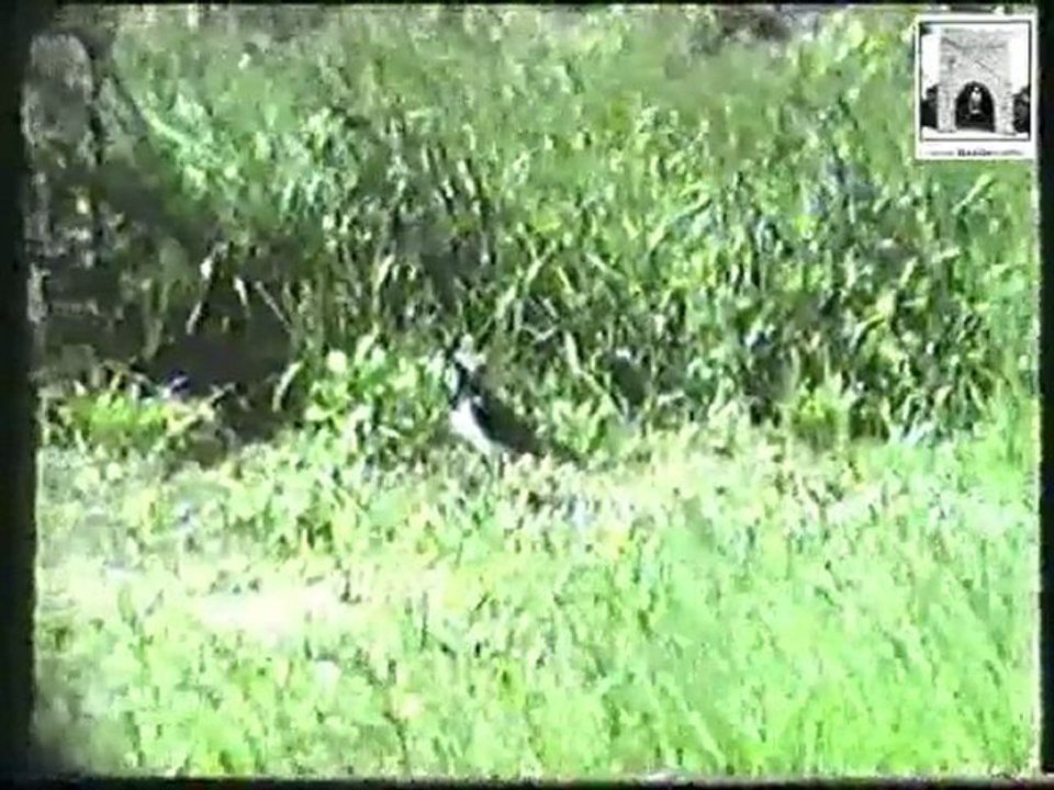 Beeden 1983 Part 2