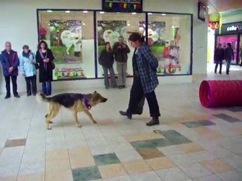 démo obé rythmée, printemps des animaux cora