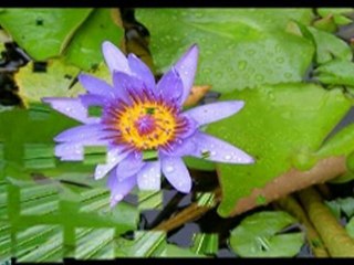 fleurs de martinique