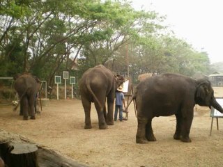 les éléphants artistes