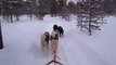 Huskies safari in Lapland