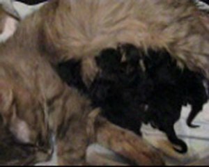 Котята после рождения