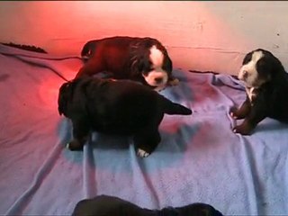 Chiots Cévennes Figo 19 jours