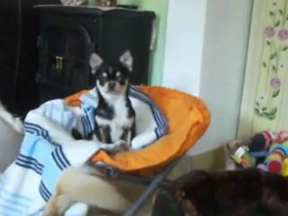 Mes petits amours en action