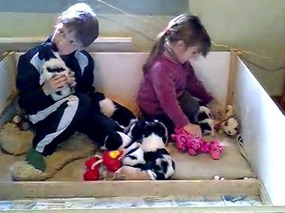 Les BB Schapendoes à un mois