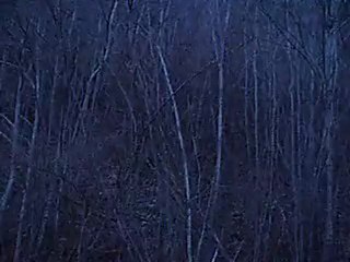 lancé d'Eliote 8 mois grand bleu de gascogne