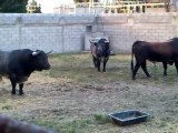 Toros de Miura pour Arles pâques 2010