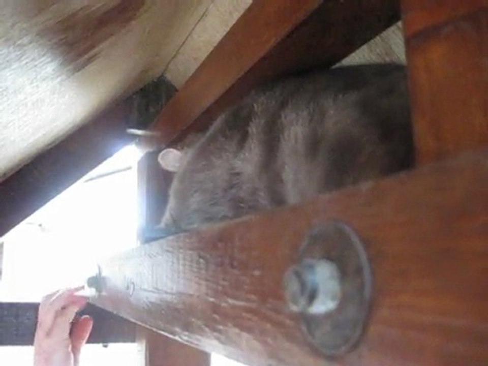 Sacha dans le puits