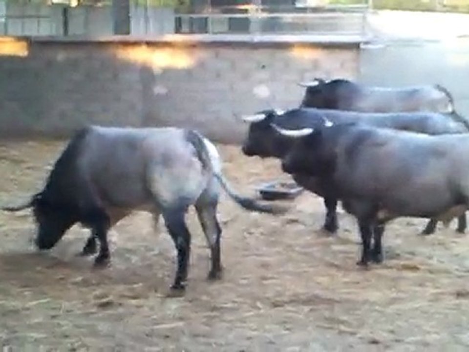 Toros d'Ana Romero pour Arles 2010