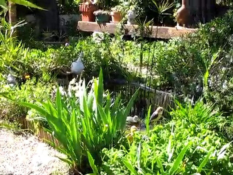 chant de grenouilles