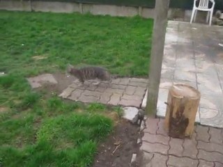 sacha dans le puits
