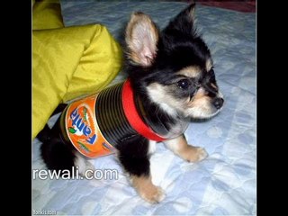 funny video - funny dogs, cats  emails collection rewali.com