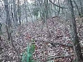 le ferme d'Eliote grand bleu de gascogne de 8 mois