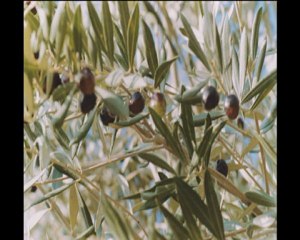 Saint paul de vence - Mai 2003
